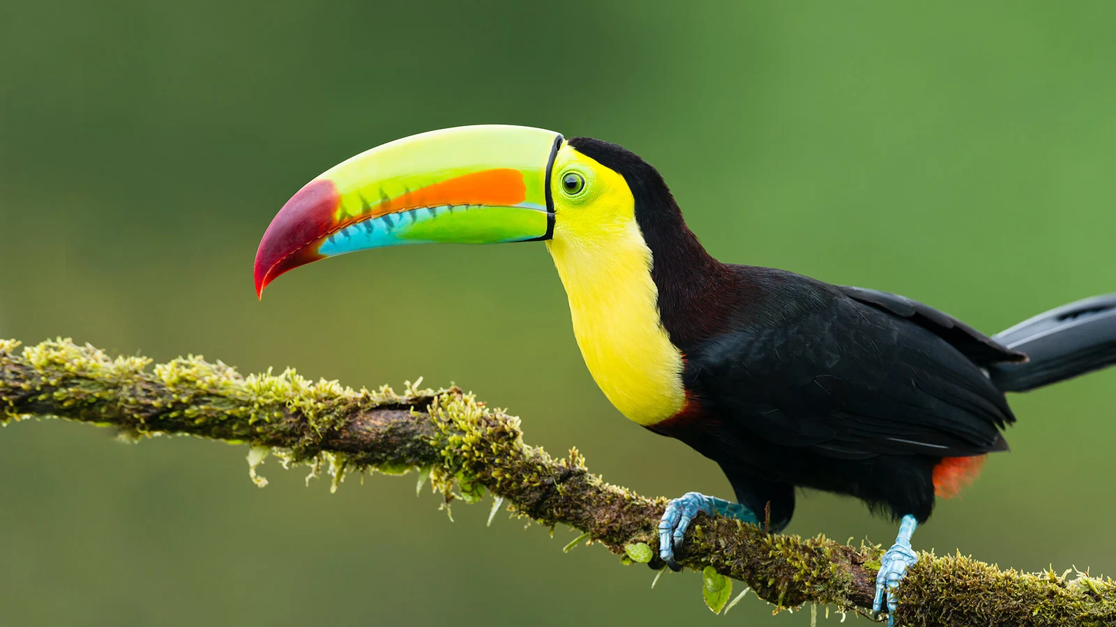 Keel-billed toucan near Guatapé, Colombia