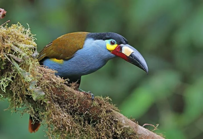 Mountain toucan on a mossy branch in the Guatapé cloud forest